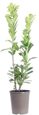 Pianta di vera Prunus Laurocerasus Novità o Lauroceraso Novità diverse grandezze pianta ornamentale da esterno ideale per siepe venduta da eGarden.store (Vaso 18 cm)