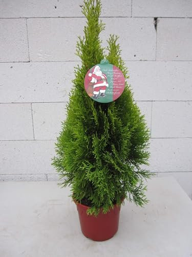 Kleiner Weihnachtsbaum - Thuja occidentalis Golden Smaragd ® - Lebensbaum - 40-60cm