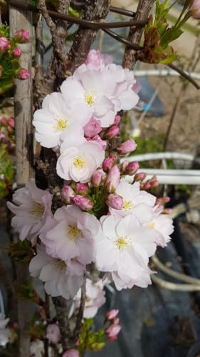 Prunus serrulata 'Amanogawa' / Cerisier du Japon colonnaire/Conteneur de 3 à 4 litres/Baliveau/Arbre-Arbuste d'ornement