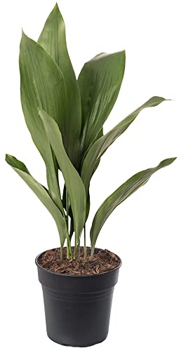 Gusseisenpflanze Aspidistra Elatior Zimmerpflanzen Immergrün Groß Exotisch