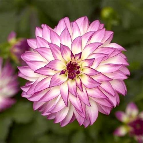 Dahlia tubers/Dahlia Seeds for Planting UK-Strong Plants That Grow Well/Mix Golden Jade Carving Feels Perfect
