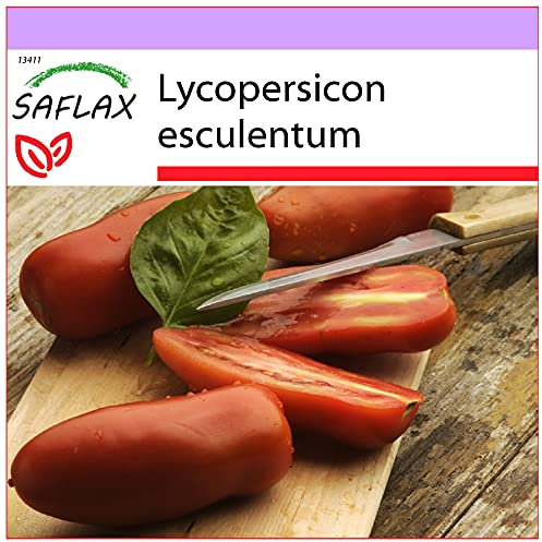 SAFLAX - Tomate -San Marzano - 10 semillas - Lycopersicon esculentum