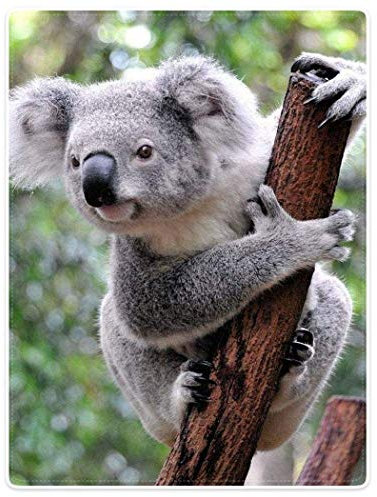 Zomer Koala Couverture douillette en microfibre polaire douce et chaude 125 x 150 cm Gris