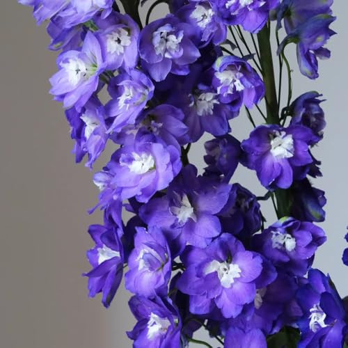 rittersporn, delphinium bodendecker winterhart mehrjährig gartenblumen, zimmerpflanzen deko seltene 550samen