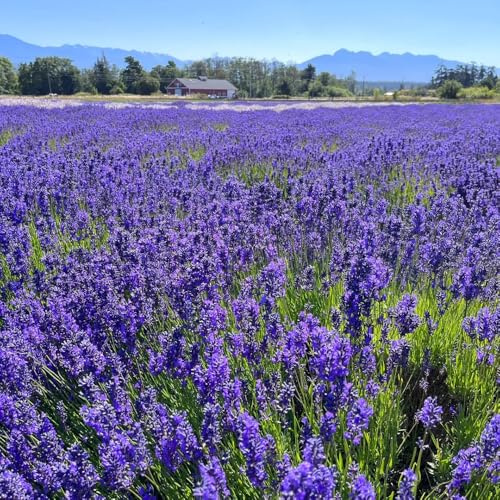 semi di lavanda - giardino interno resistenti in vaso 50pcs