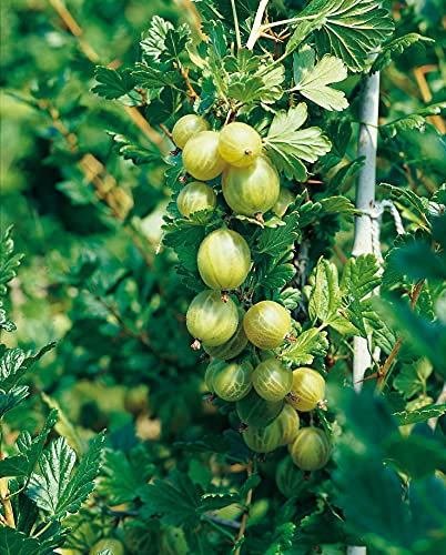 GARTEN SCHLÜTER® Stachelbeere 'Invicta®' - Hochstamm 80-90 cm