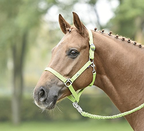 Busse