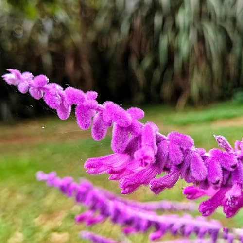 semi di salvia, serra interna da balcone, decorazioni per il soggiorno raro da giardino balcone in serra giardino aromatiche 550pcs