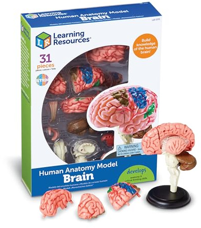Learning Resources Anatomiemodell des menschlichen Gehirns, Ab 8 Jahren, Lernspiel Biologie und Anatomie, 10 cm, Realistische Details, Zusammenbaubar