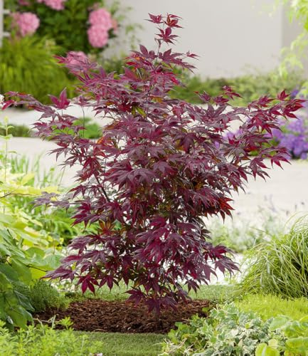 BALDUR Garten 2x Japanischer Ahorn 'Burgund', Pflanzen im 12 cm-Topf | dezenter Farbtupfer in Ihrem Garten, winterhart & mehrjährig, ideal für Garten & Terrasse, wunderschöner Blickfang