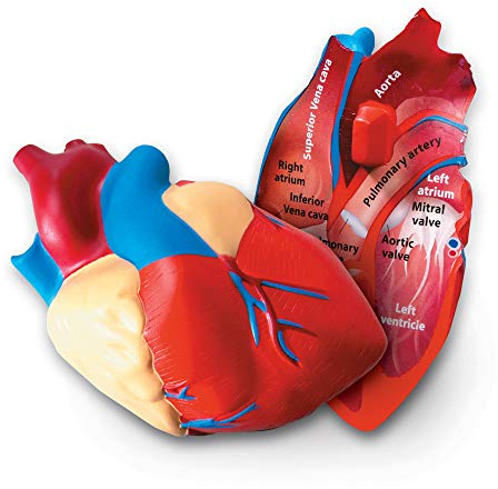 Learning Resources Schaumstoffmodell Herz, 13 cm Querschnitt, Beschriftet & Lernspiel, Realistisches Herzmodell für Kinder, Anatomie & Biologie Lernen ab 7 Jahren