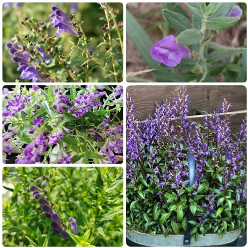Semillas de escutelaria - Scutellaria baicalensis - semillas de medicinales semillas de jardín 250pcs