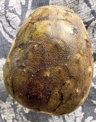 5 Cherimoya Seeds -Annona Cherimola