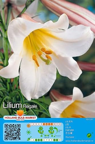 Lilienzwiebeln : LILIEN : Lilium - Trompetenlilie  Regale 1 Blumenzwiebeln