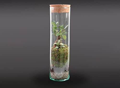 Garden Center shop by VM TERRARIO Planta Natural Micro Habitat Cristal Tube GINFIT 30X8 CM NANOGARDEN Jardin EN Miniatura ECOSISTEMA
