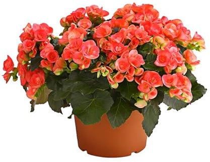 Begonia Hiemalis la Planta que te Sorprenderá con sus Llamativos Colores