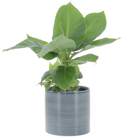 KENTIS - Musa Acuminata Dwarf Cavendish - Banano Pianta Vera - Altezza 25-35 cm e Vaso Ø 13 cm