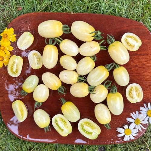 tomatensamen freiland, bio hochbeet garten alte sorten winterhart mehrjährig balkon gewächshaus 350pcs
