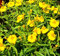 RWS 100 Semillas de Tagetes lucida, yauhtli, Traumkraut mexicana, Würzkraut:Seeds Only