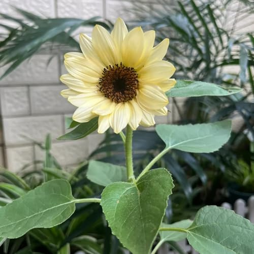 sonnenblumen kräutersamen frühlingsblumen pflanztöpfe kräuterpflanzen pflanzendeko winterharte stauden für pralle sonne schattenpflanzen garten winterhart gartenpflanze 550samen