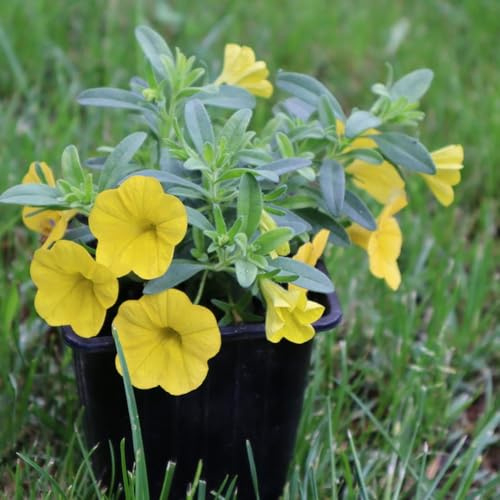 Zauberglöckchen balkon garten hängepflanzen winterhart mehrjährig blumensamen kaufen garten hochbeet frühlingsblumen exotische zimmerpflanzen kräuterpflanzen pflanztöpfe dekopflanzen 300samen