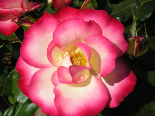 Birthday Girl - 5.5lt Potted Floribunda Garden Rose Bush - Beautiful Pink Edged & White Blooms Very Healthy Grower - Great Birthday Gift Idea