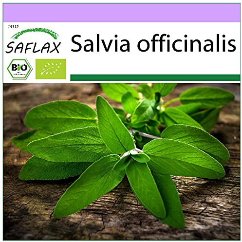 SAFLAX - Organic - Sage - 60 Seeds - Salvia officinalis