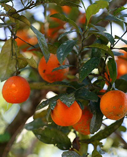 Rote Limette von Rangpur oder Limanddin 'Citrus Limonia' - im Topf: Ø 22 cm - H. 80/90 cm