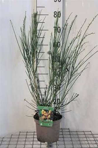 Cytisus (s) 'Andreanus Splendens' - Ginster 40-60 cm Container