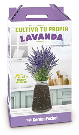 Coltiva la tua pianta di lavanda aromatica