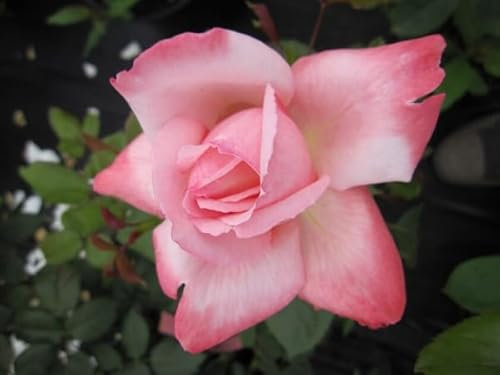 Edelrose - Rosa Arioso ® - Teehybride - Duftrose der Provence - Duft++++ - Meilland-Rose