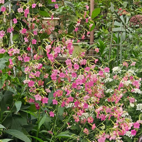 Tabacco ornamentale ufficio semi di semi selvatici giardino decorazione selvatici balcone arbusto farfalle giardino balcone 100pcs