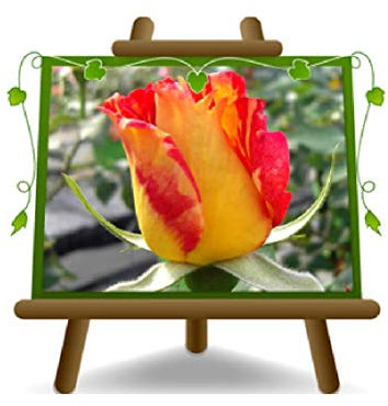 EURO PLANTS VIVAI Rosa Rampicante Kron Rosso Sfumato Giallo *Altezza: 170-200 cm.