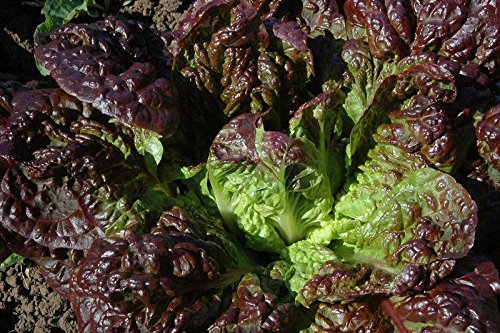 Graines De Laitue Romaine Rouge