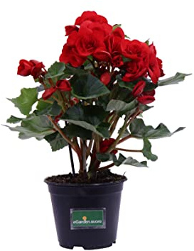 Pianta di Begonia Elatior pianta da interno pianta fiorita in vaso pianta ornamentale pianta da arredo pianta da appartamento pianta vera venduta da eGarden.store (Rosso)