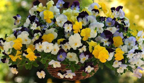 15 Semi Viola del pensiero fredda Saluto Mix Viola del pensiero finale (APPENDE PANSY):Semi