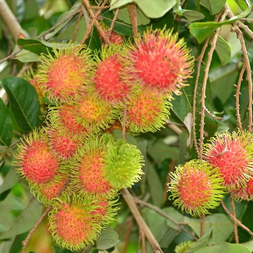 Rambutan hochbeett obstpflanzen obstsamen winterharte kübelpflanzen baumsamen kräutergarten steingartenpflanzen pflanzenkübel hochbeet balkon zwergobstbäume spalierobst zimmerpflanzen 10samen