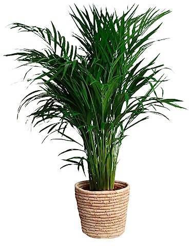 Happy Plants Areca Palm Goldpalme/Dypsis Lutescens - Grande plante d'intérieur - plantes purifiant l'air - pot inclus - Fraîchement sorti de la pépinière (avec pot, 100 cm)