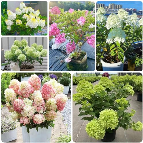 semillas resistentes de hortensia de panícula, decorativas resistentes para balcón jardín de hortensias Decoración de jardín para exteriores, alfombra, 350pcs