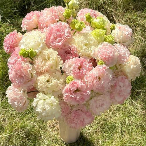 semillas de lisianthus, resistentes orgánicas, decorativas perennes 350pcs