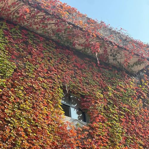 wilder wein kletterpflanze - balkon, bio winterharte stauden 250samen