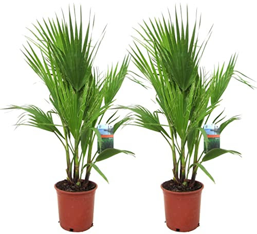 Plant in a Box - Washingtonia Robusta - 2er Set - Mexikanische Fächerpalme - Palmen Winterhart draußen - Tropische Palme - Topf 21cm - Höhe 70-90cm