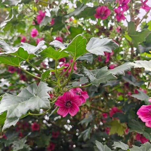 100 piezas semillas de malva perenne - semillas de exóticas pequeños verano, jardín, del balcón