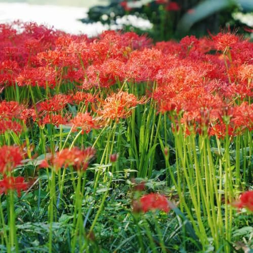 bulbi di giglio ragno - Lycoris radiata - resistenti balcone esotiche, giardino esterno 8pcs