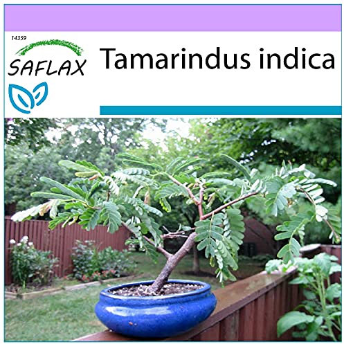 SAFLAX - Dattier d'Inde - 4 graines - Tamarindus indica
