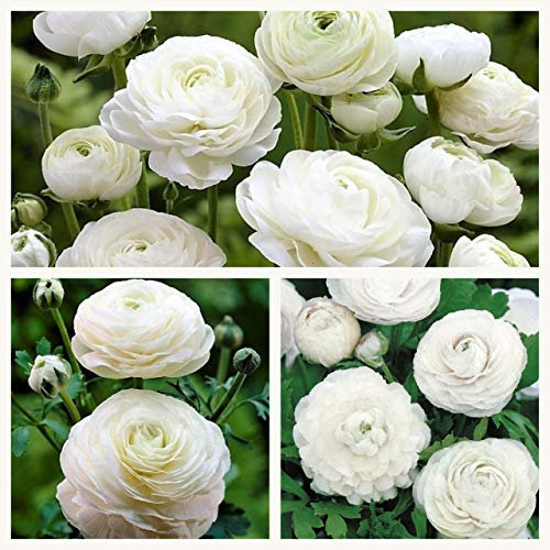 Ranunculus White Flower Corms/Bulbs. Hardy Colourful Flowers. (10)