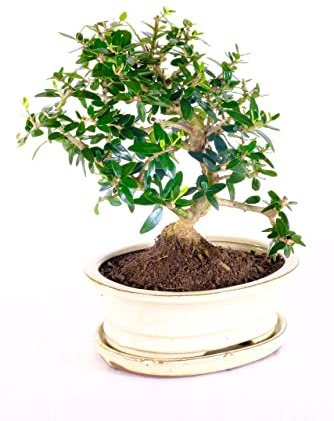 Bonsái Olivo 7 Años Árbol Natural para Decorar la Casa