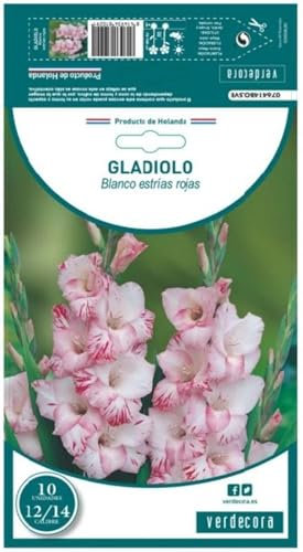 Verdecora Gladiolo Blanco Estrías Rojas X10 | Bulbo de Floración Impactante | Elegancia con Detalles Sofisticados | Ideal para Jardines y Macetas