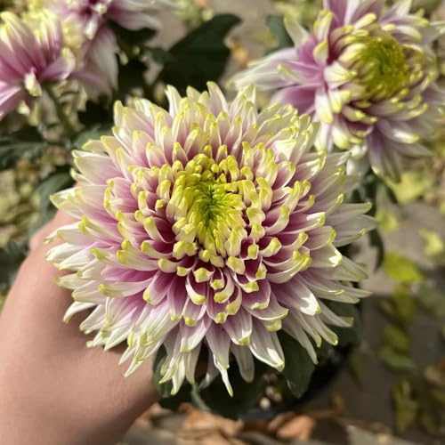 crisantemi - Decorazioni giardino per esterni crisantemo resistenti esterno in vaso decorativo balcone 900semi