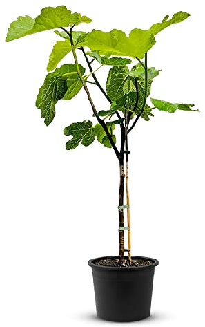 Tropictrees Feigenbaum mit einer Höhe von 100 cm und einem Stammumfang von 4-5 cm | Feigen zur Saftherstellung und als Zutat für schmackhafte Gerichte | Feigenbaum winterhart mit essbaren Früchten